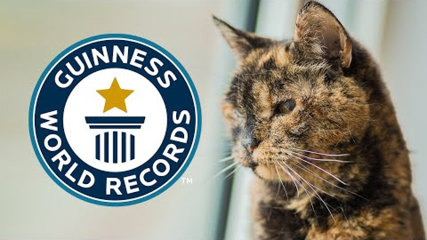 Oldest Living Cat - Guinness World Records