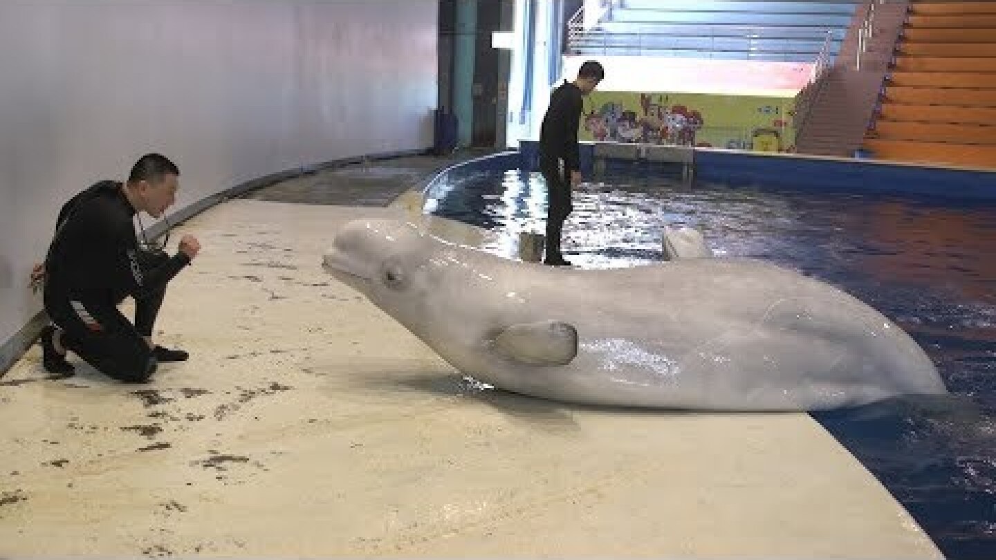 Captive beluga whales head to world’s first open water sanctuary | ITV News