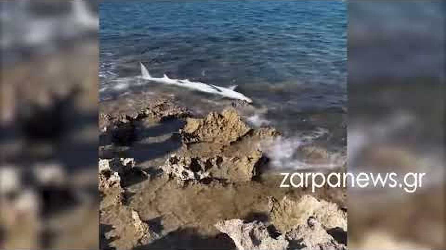 Καρχαρίας στην παραλία του Σταυρού