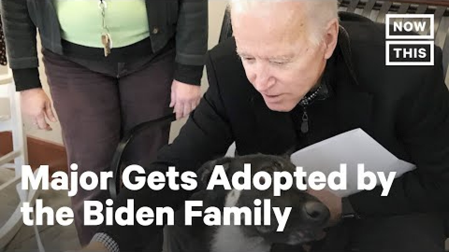 Meet Joe Biden's Rescue Pup Major | NowThis x The Dodo