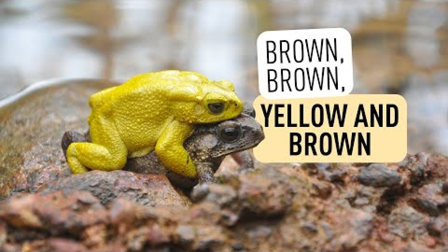 New Study: Why do these toads turn yellow? I Zoo Vienna