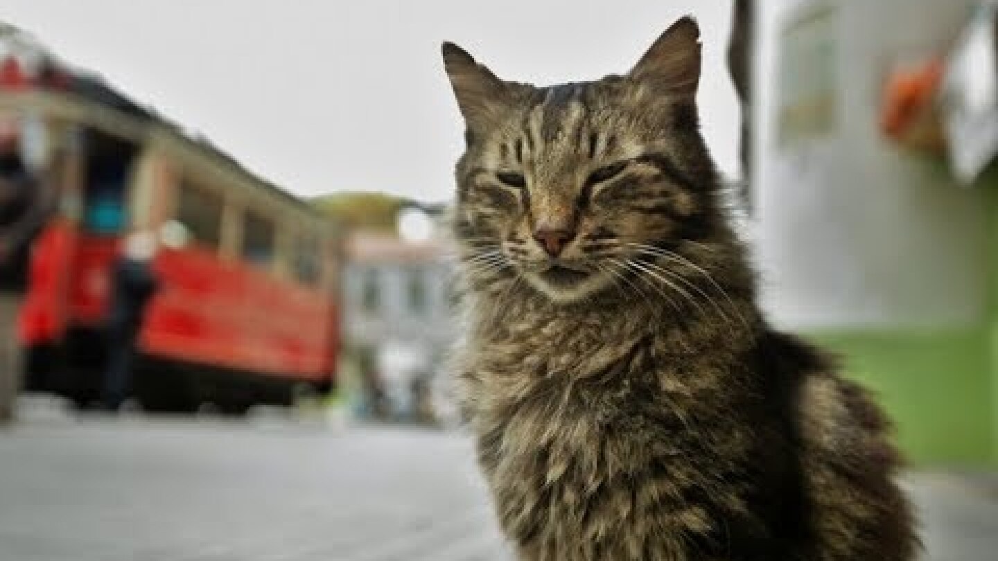 "Οι γάτες της Κωνσταντινούπολης" Trailer GR Full HD