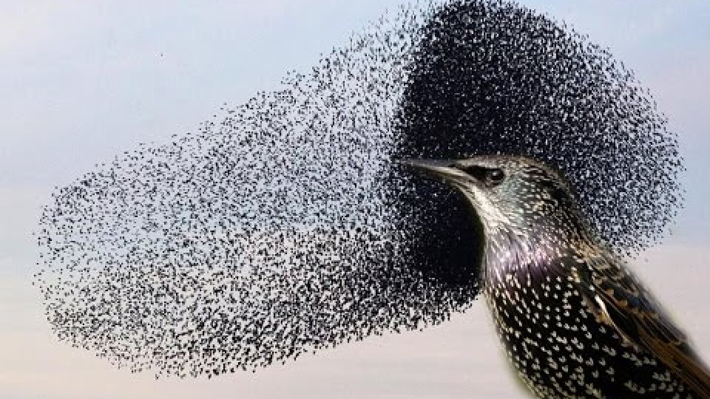 You won't believe this INCREDIBLE Starling murmuration!!!