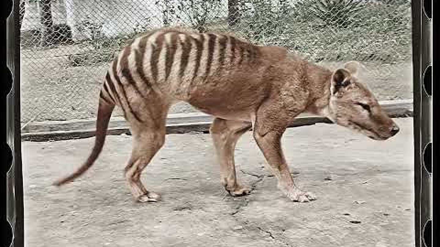 Tasmanian Tiger in Colour