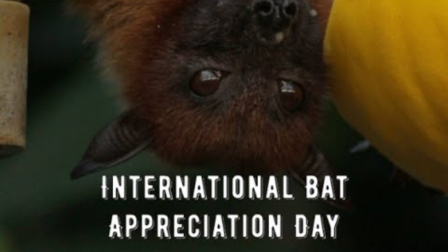 Celebrating International Bat Appreciation Day: Learn About These Amazing Creatures!
