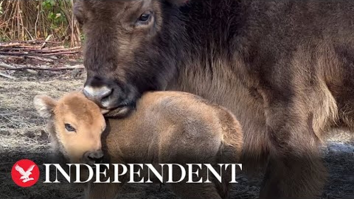 First wild bison born in the UK for 6,000 years after small herd brought to Kent