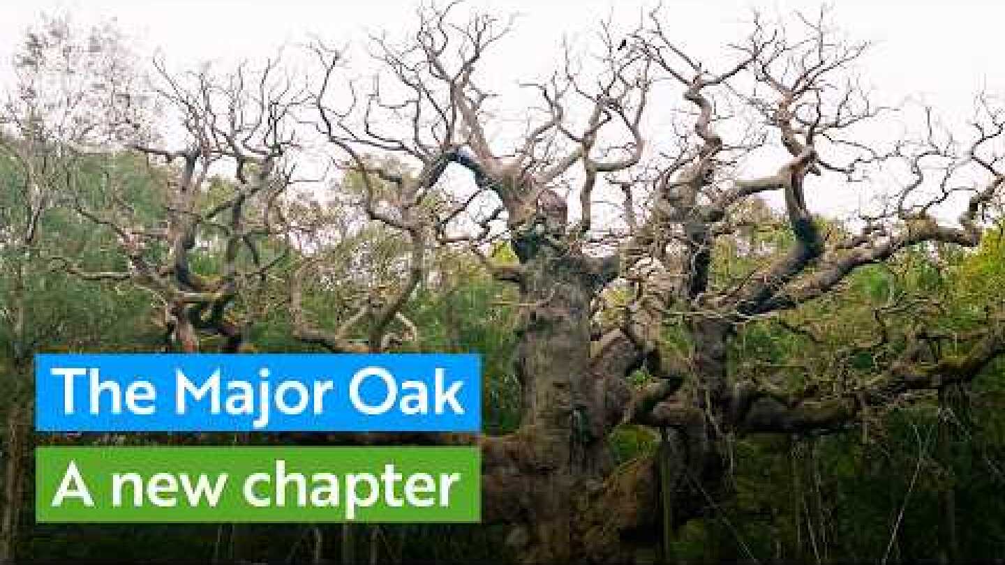 The Major Oak: A new chapter for a legend of Sherwood Forest | RSPB