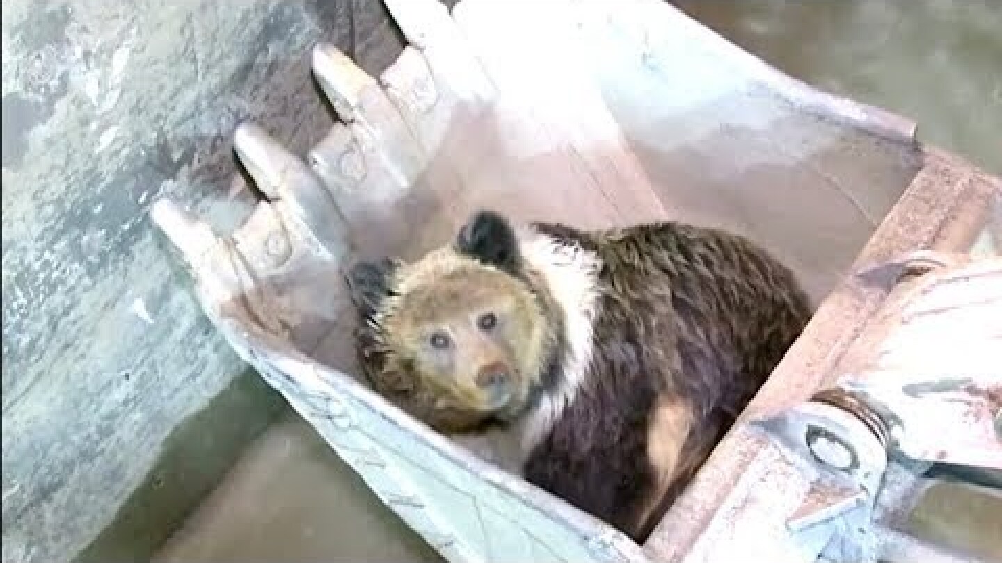 Brown bear rescued from hydropower station in northwest China