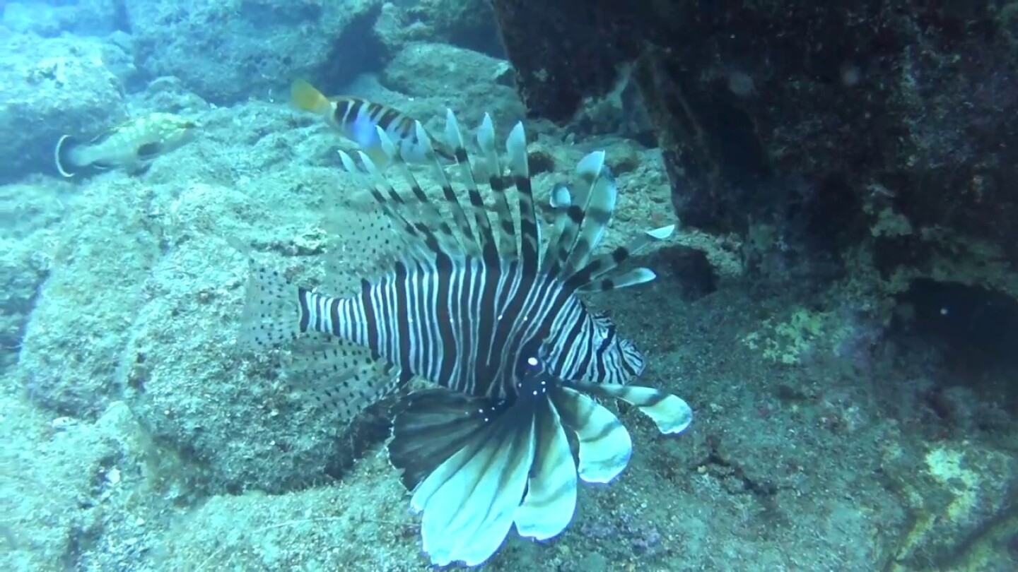 Λεοντόψαρο (Lionfish) South Crete