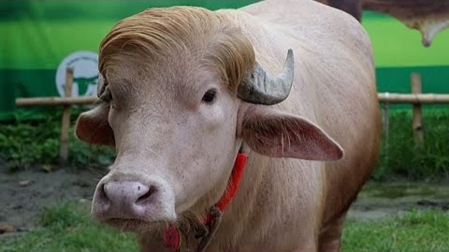 Bangladesh: búfalo albino "Donald Trump" torna-se improvável atração