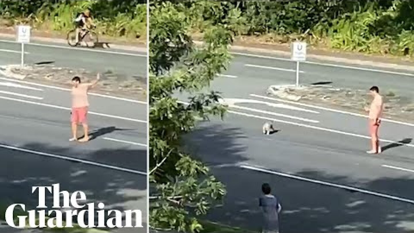 Man stops traffic to guide koala across five-lane Gold Coast highway