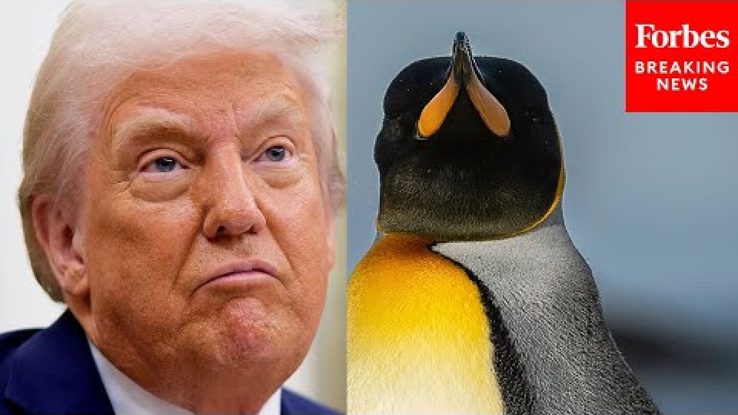 Top Democrat Mocks Trump Tariffs On Heard And McDonald Islands: 'Taxing Penguins, Not Putin'