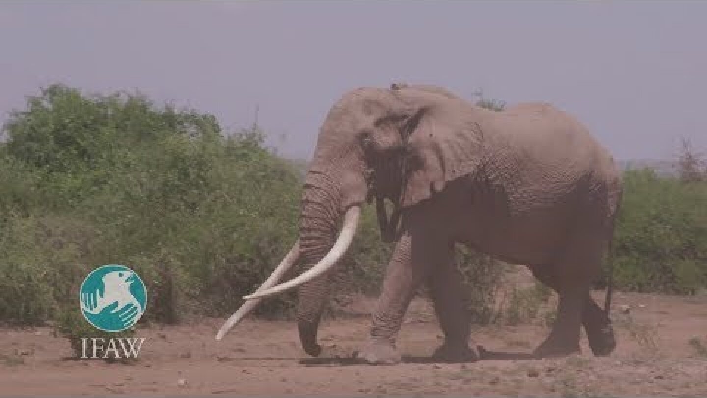 IFAW's Nick Hanauer encounters Amboseli super tusker Tim!