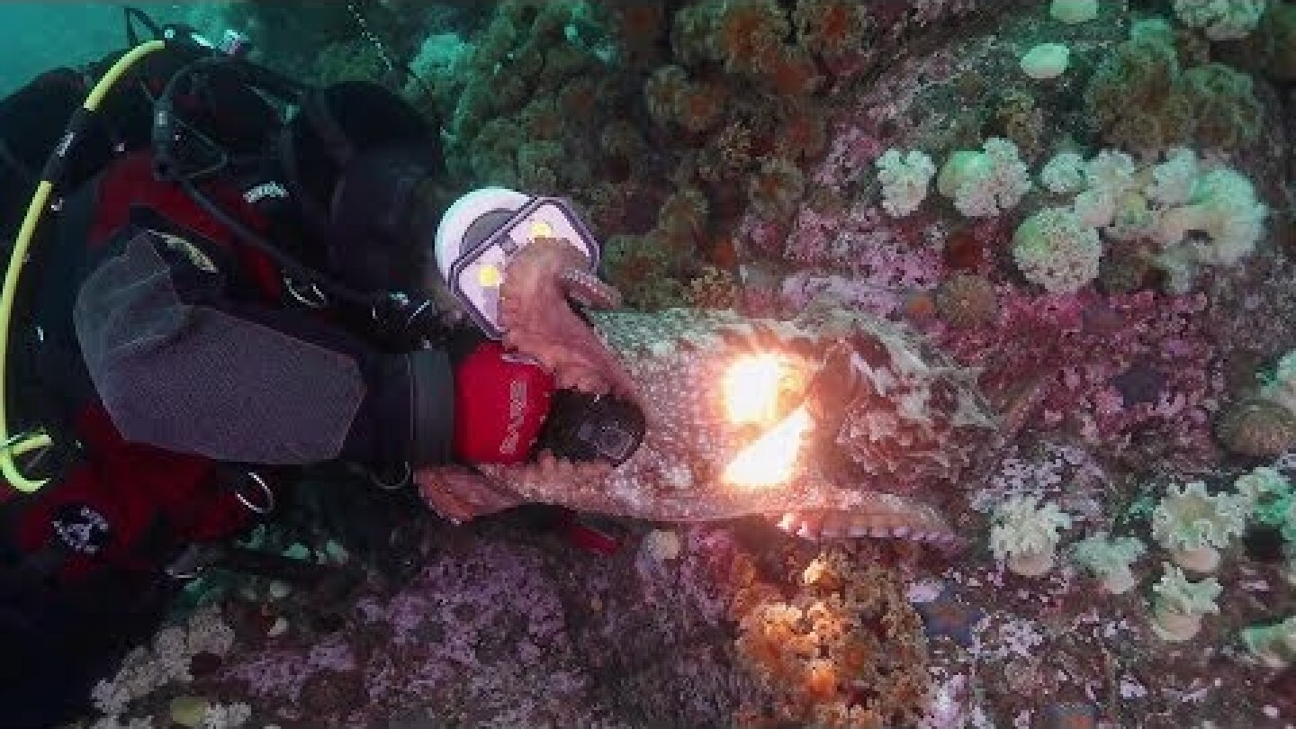 Cheeky octopus robs diving videographer of equipment, swims away