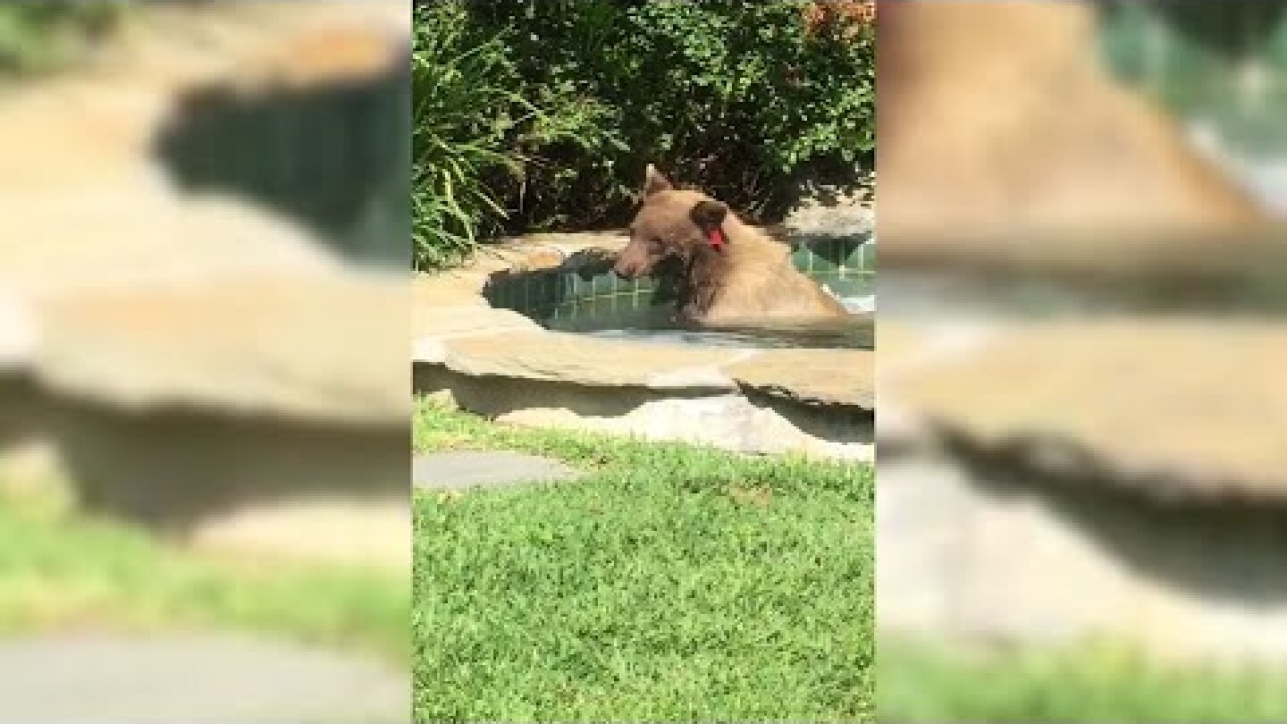 California Bear Gets Hot Tub Treat