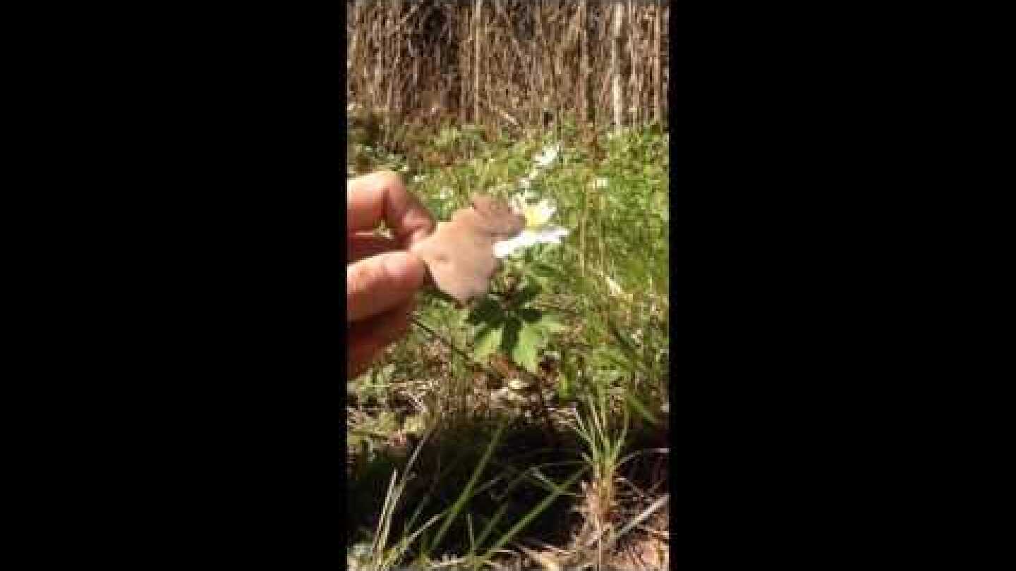 Me and My Kites - Sister's gonna have a Baby