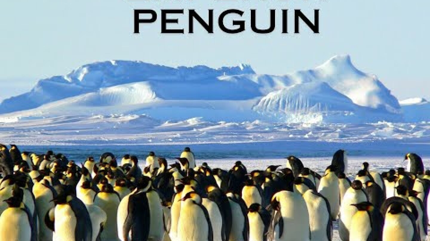 EMPEROR PENGUIN #bird #new #antarctica #information #penguin #birdslover #snow