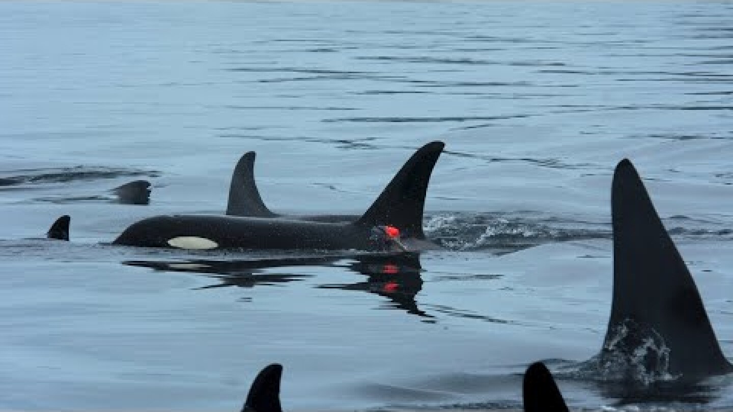 First-Ever Footage: Killer Whales and Dolphins Hunt Together | Dalhousie University