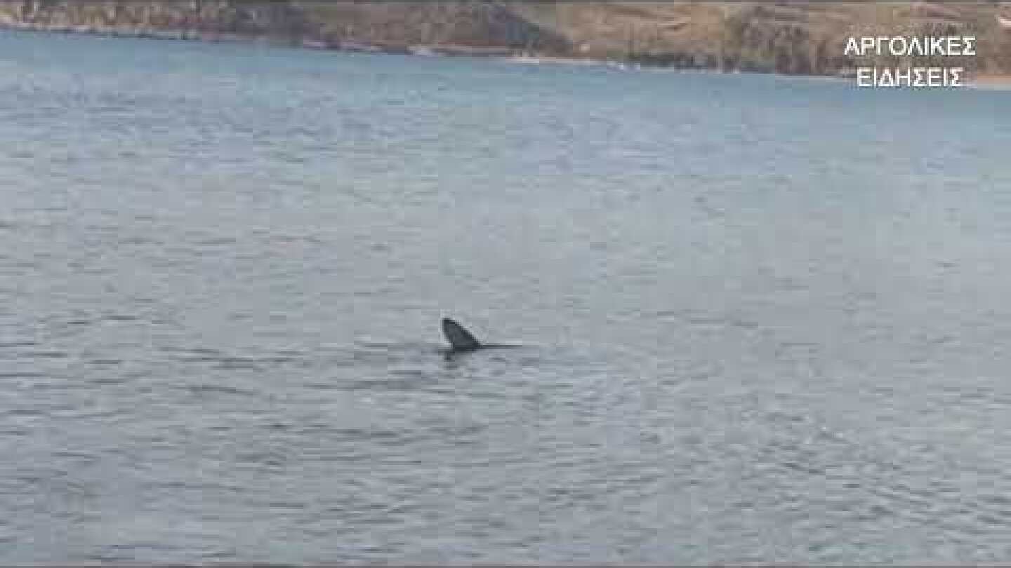 ΝΑΥΠΛΙΟ: ΚΑΡΧΑΡΙΑΣ ΣΤΗΝ ΠΑΡΑΛΙΑ ΚΑΡΑΘΩΝΑΣ 27/4/2021