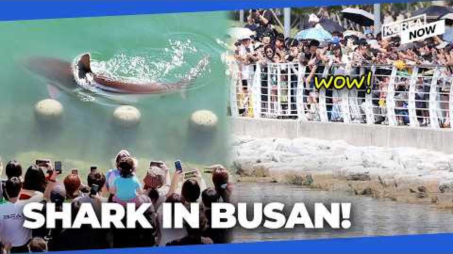A wild shark shows up in Busan, and people are loving it!
