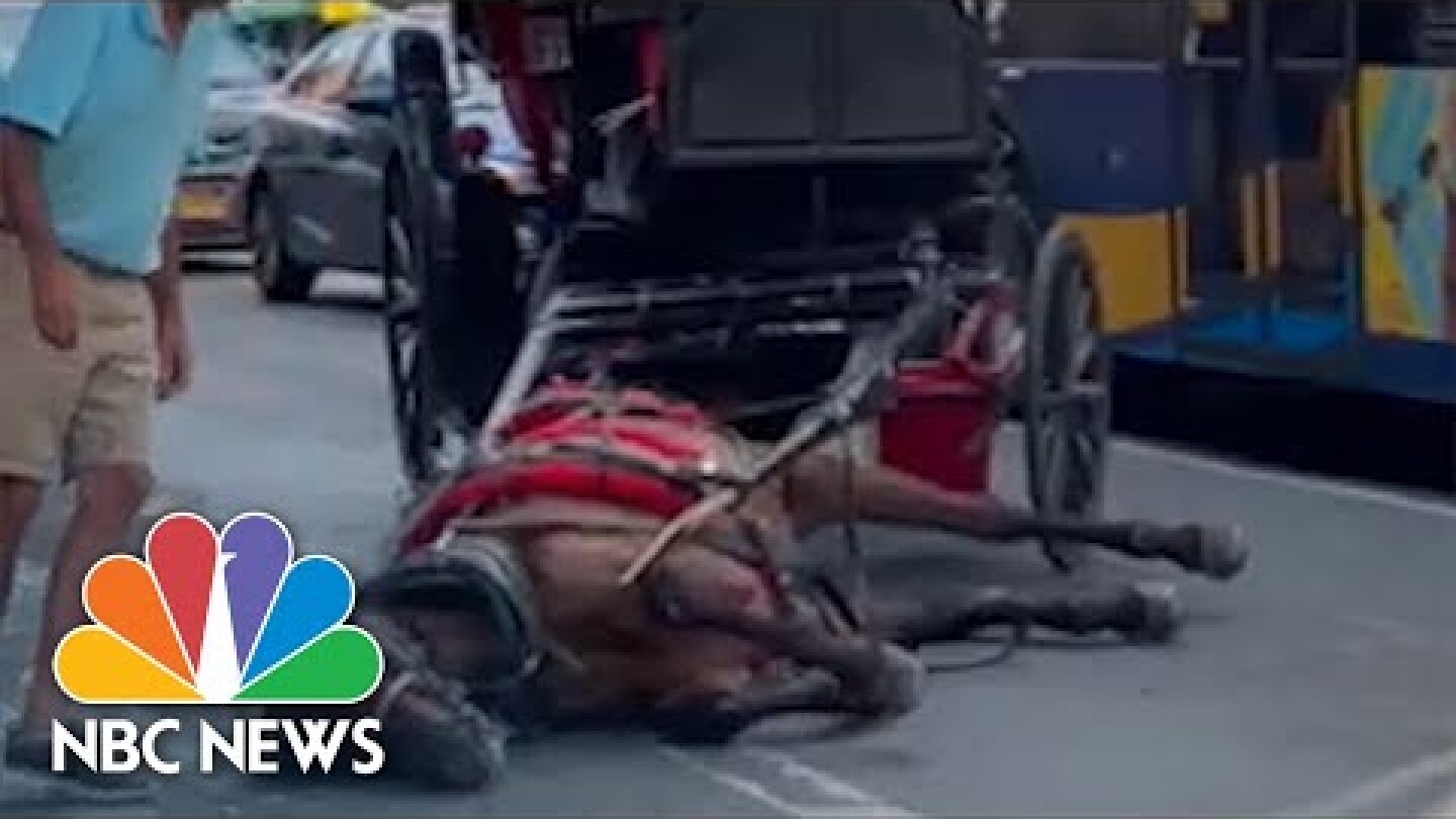 Video Shows Collapsed Carriage Horse On NYC Street