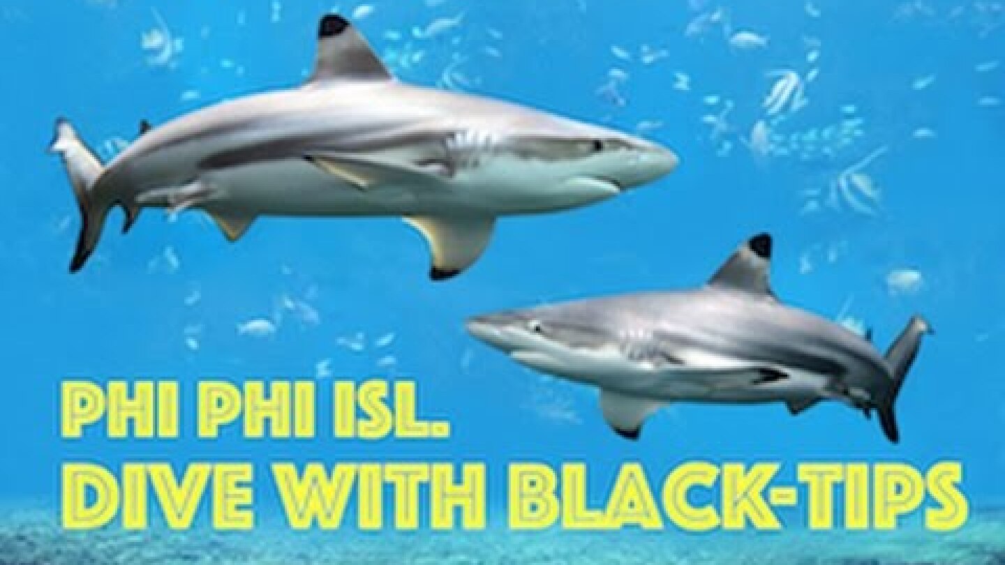 Diving with Black-Tip Reef Sharks - Phi Phi Island, Thailand HD