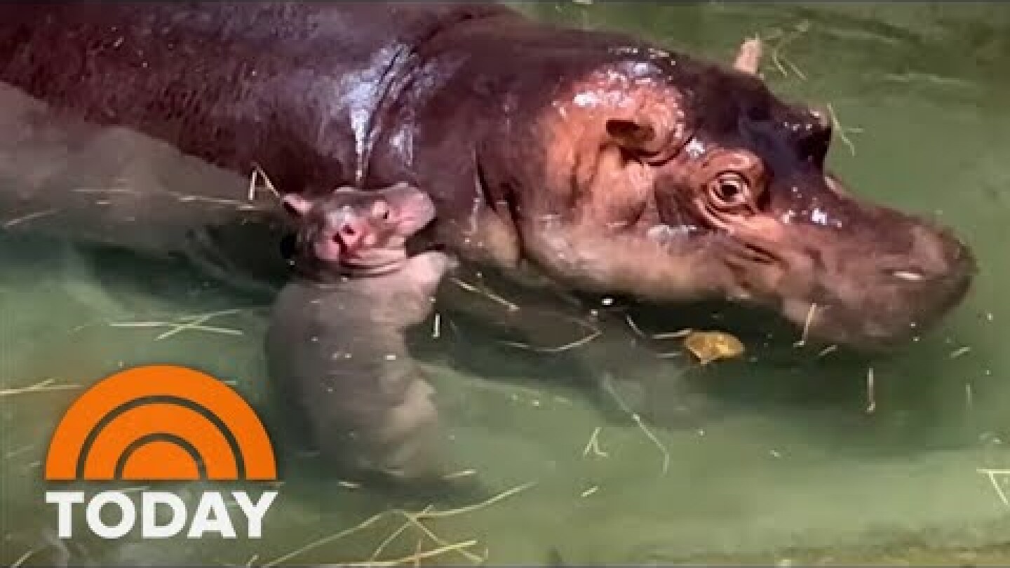 Get A First Look At Images Of Cincinnati Zoo’s New Baby Hippo