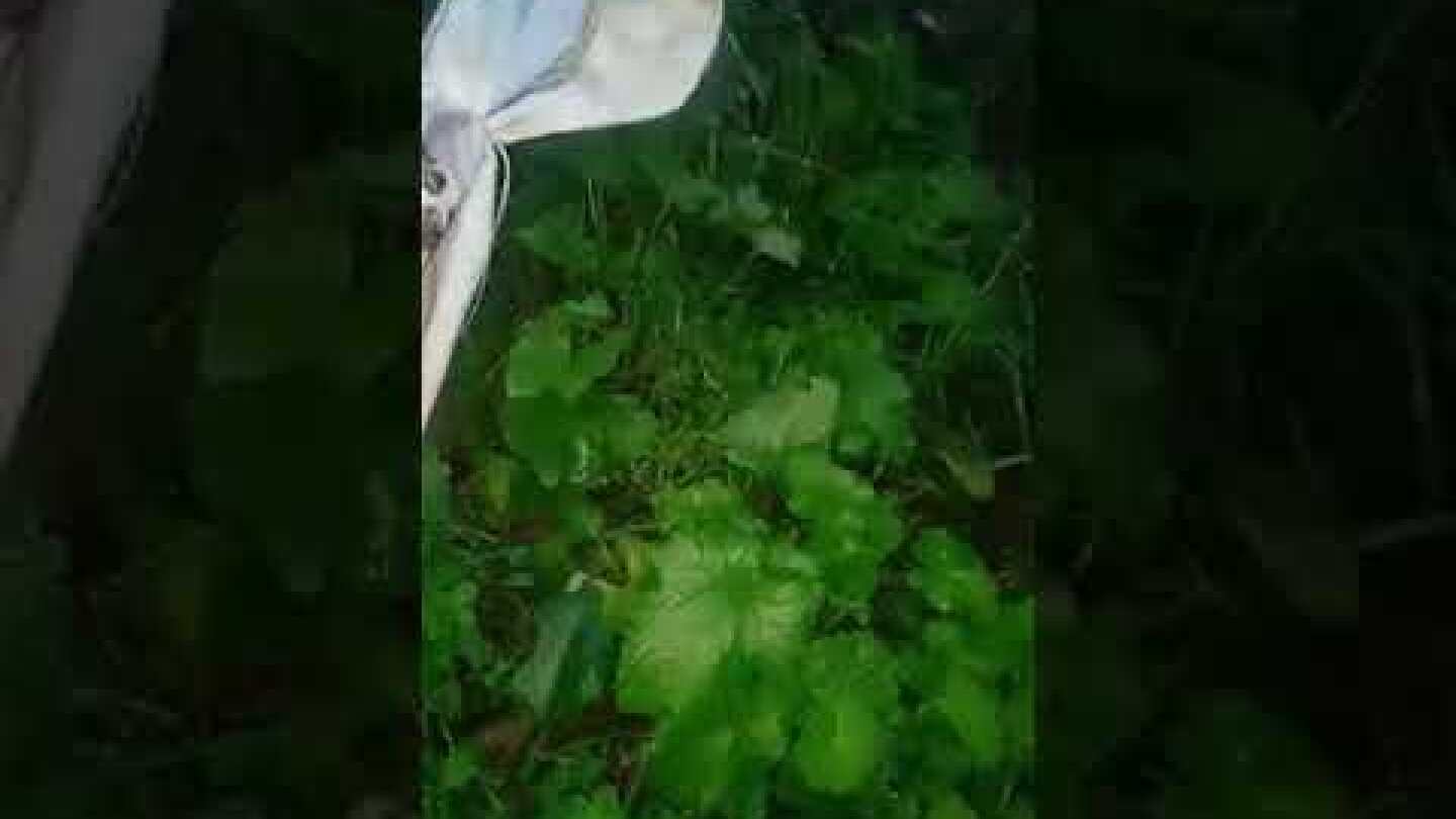 σκυλακια κερκυρα2