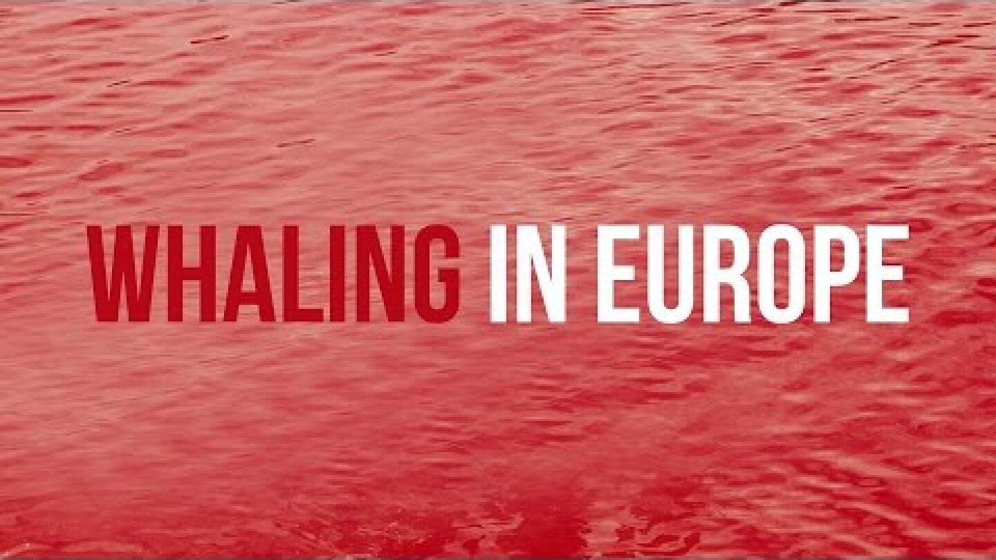 Operation Bloody Fjords: Sea Shepherd Prepares Legal Proceedings