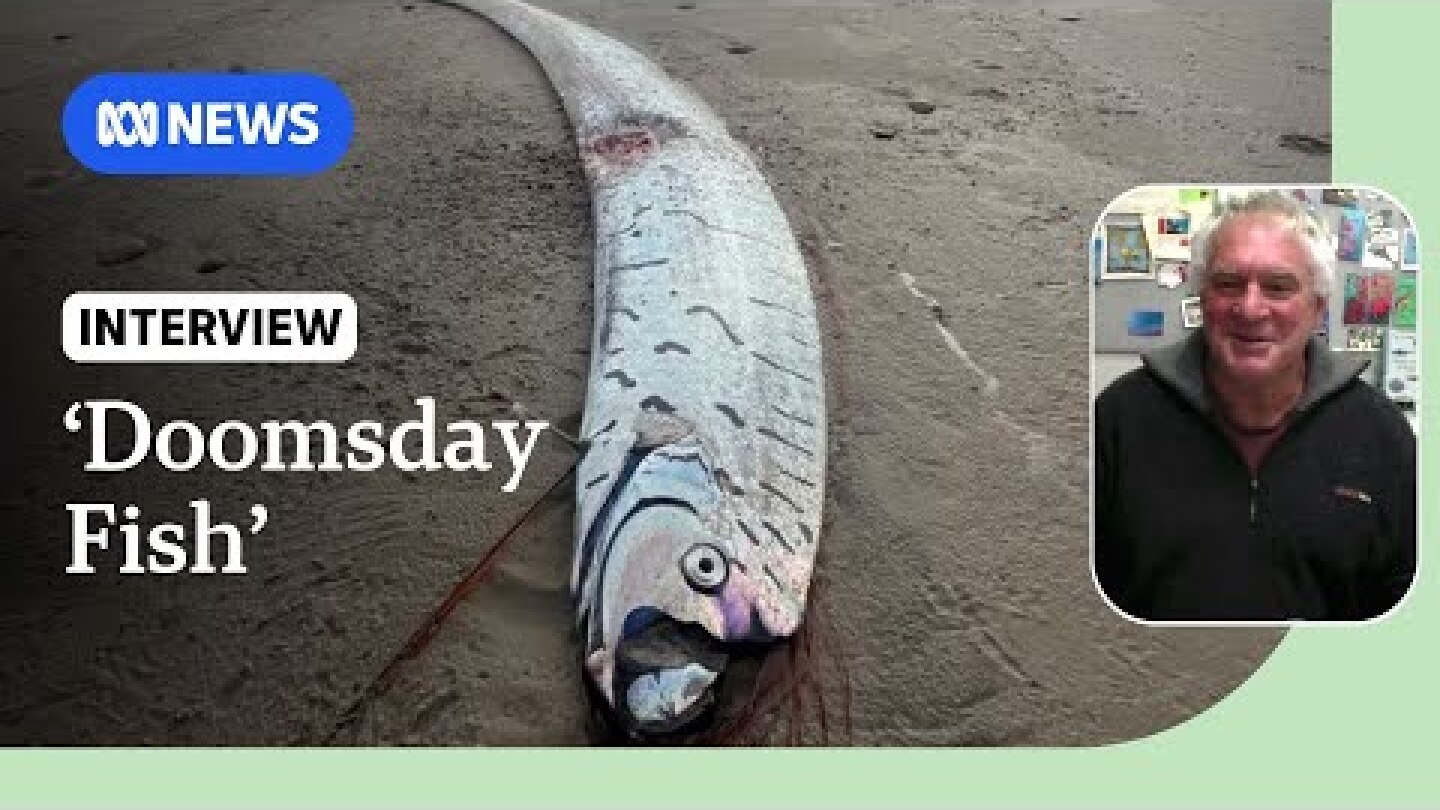 Elusive oarfish found on Tasmania's west coast | ABC NEWS