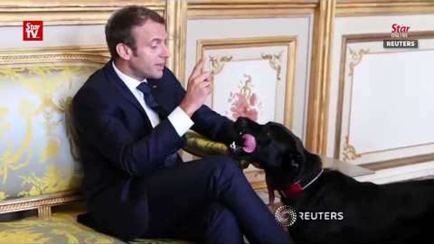 Macron's dog pees in Elysee meeting