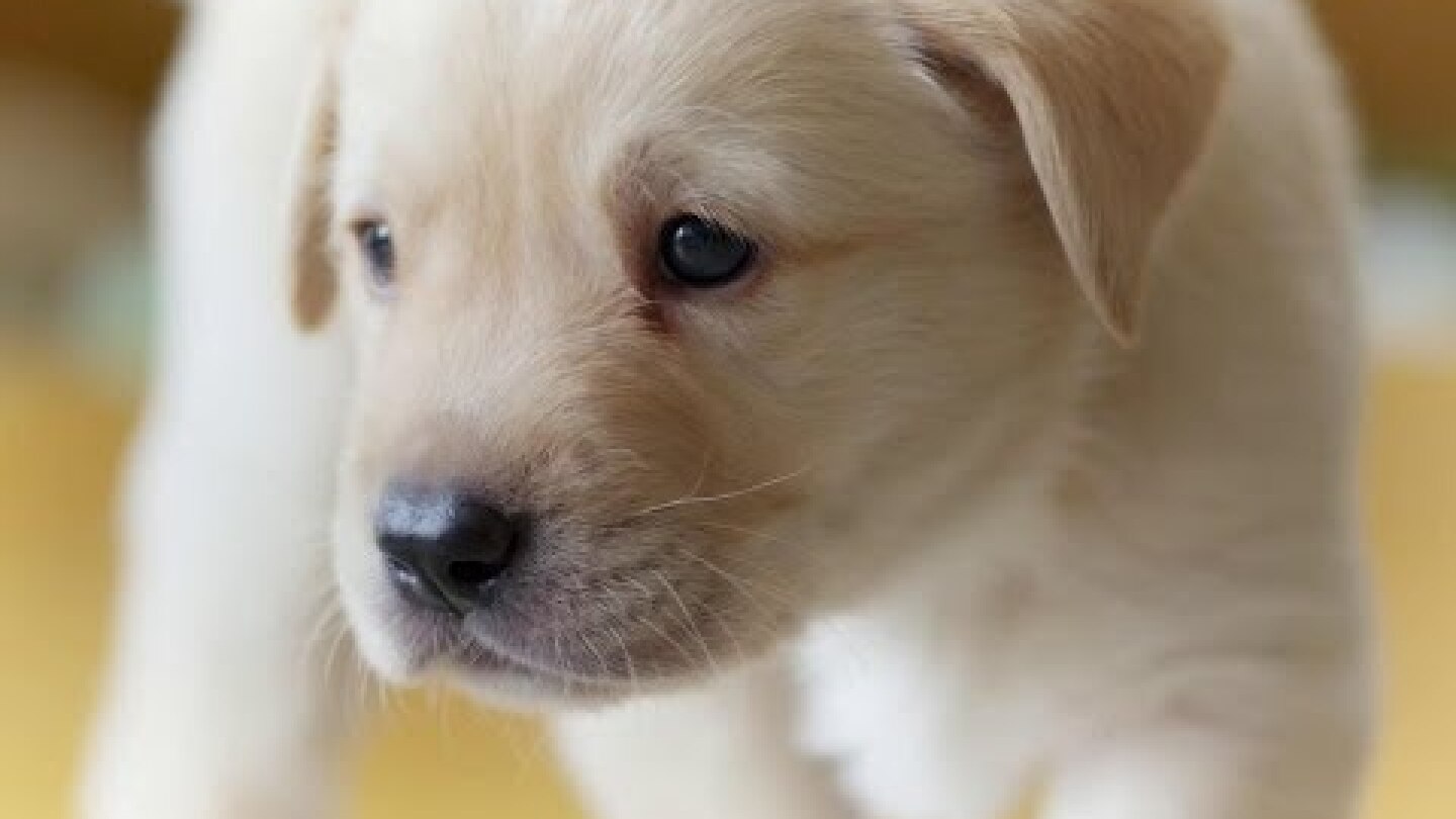 Puppy Opens its Eyes for the First Time | Puppy Senses | Secret Life of Dogs | BBC Earth