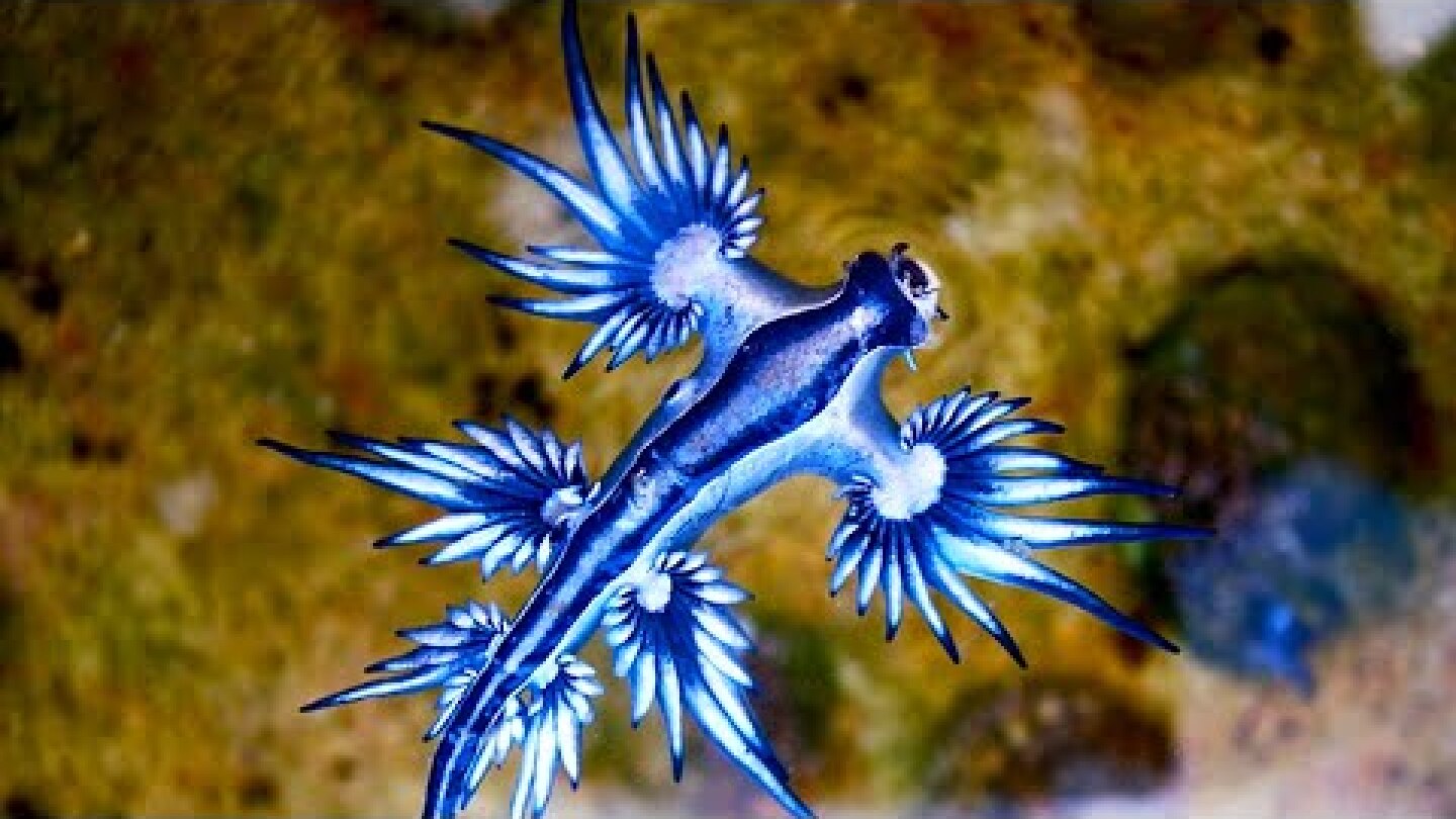 The Blue Sea Dragon - Animal of the Week