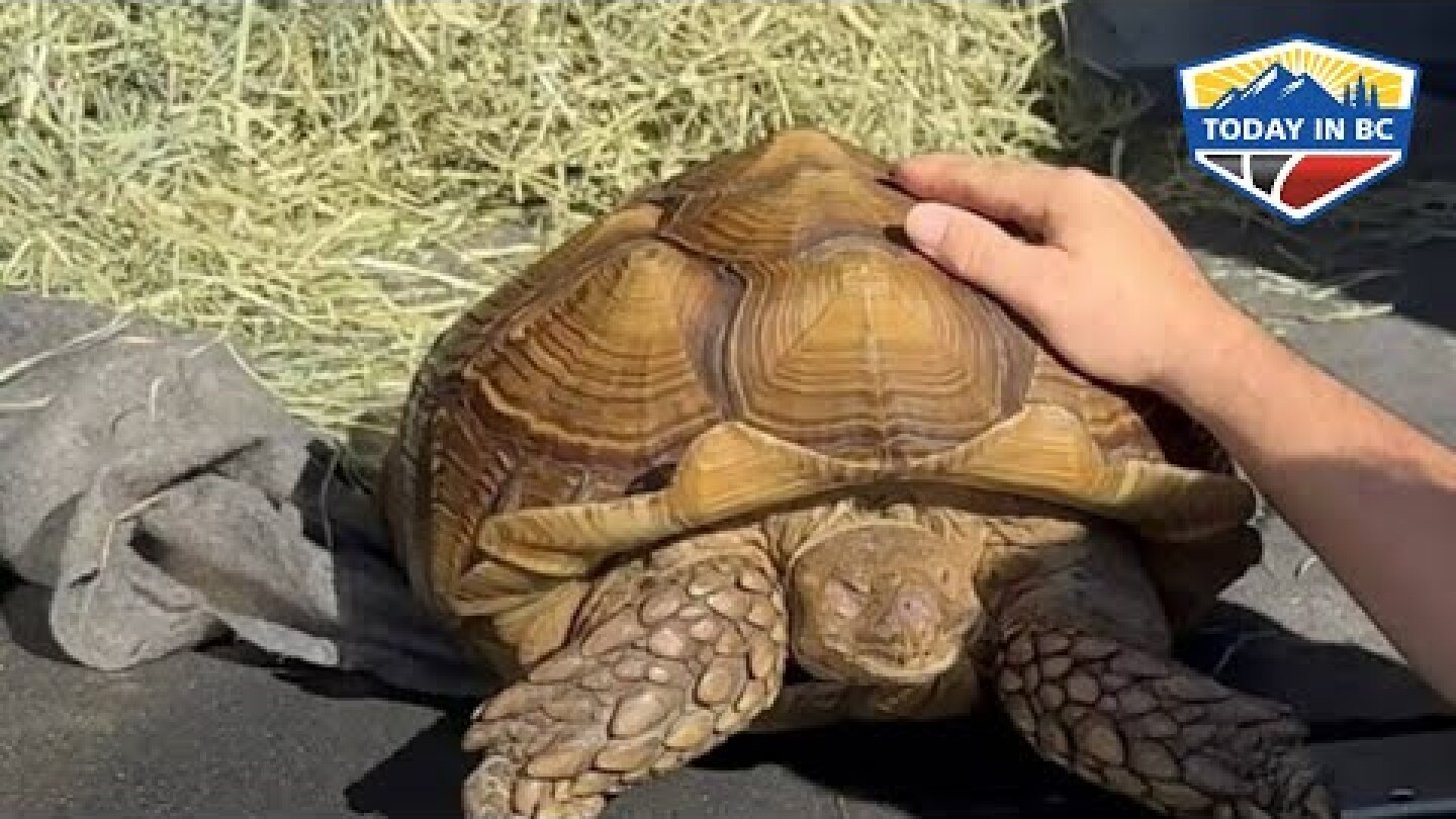 Plucked from fields of bok choy, B.C. tortoise Frank the Tank needs a home