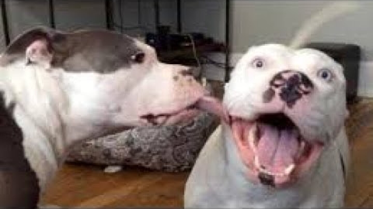 Try Not to Laugh - Lazy Bois Animals Funny