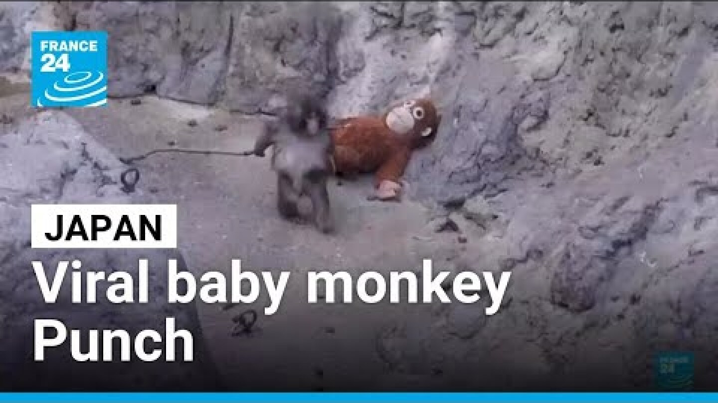 Dozens of fans flock to Japan zoo to see viral baby monkey Punch • FRANCE 24 English