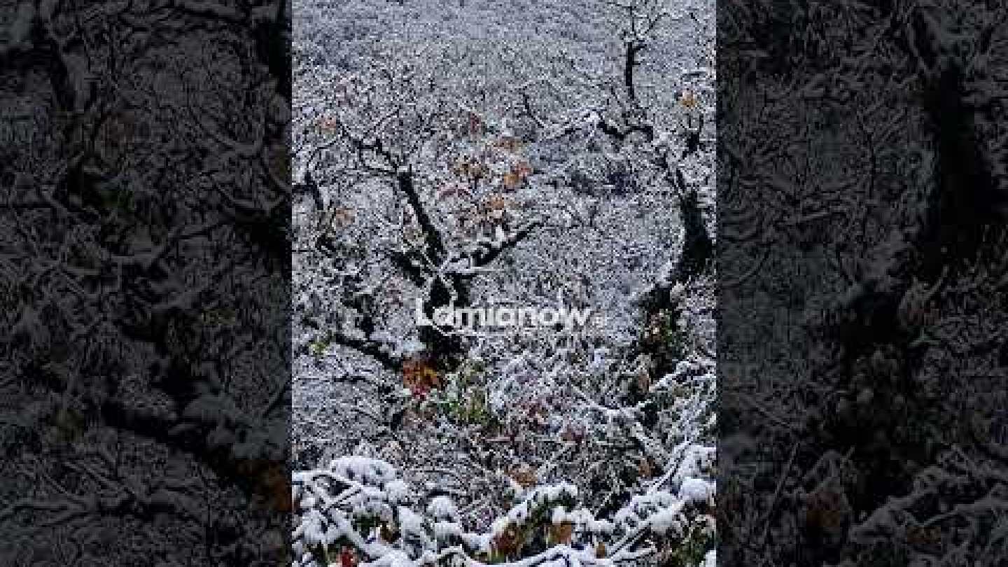 Χιόνισε σε Φθιώτιδα και Στερεά Ελλάδα τα ξημερώματα