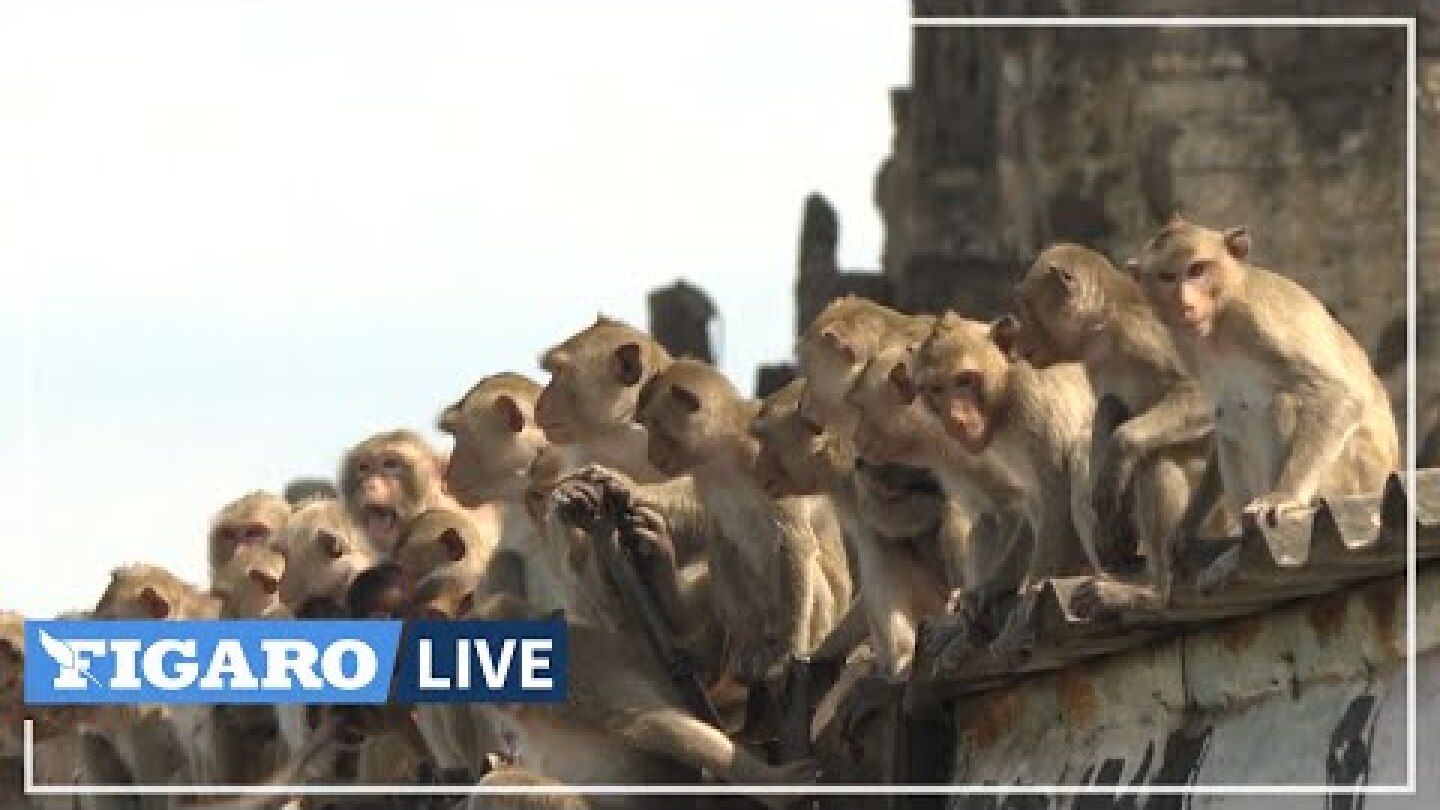 🐵 Une incroyable INVASION de singes en Thaïlande depuis le début de la pandémie