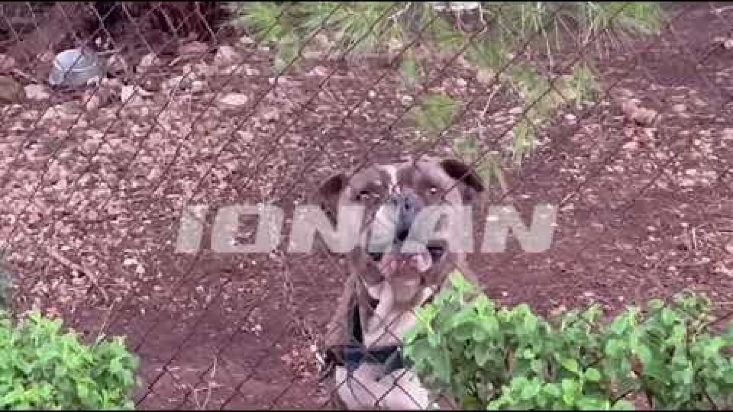 Σοκ στη Ζάκυνθο -Νεκρό αγοράκι από επίθεση του σκύλου -Το IONIAN  στον τόπο της τραγωδίας 