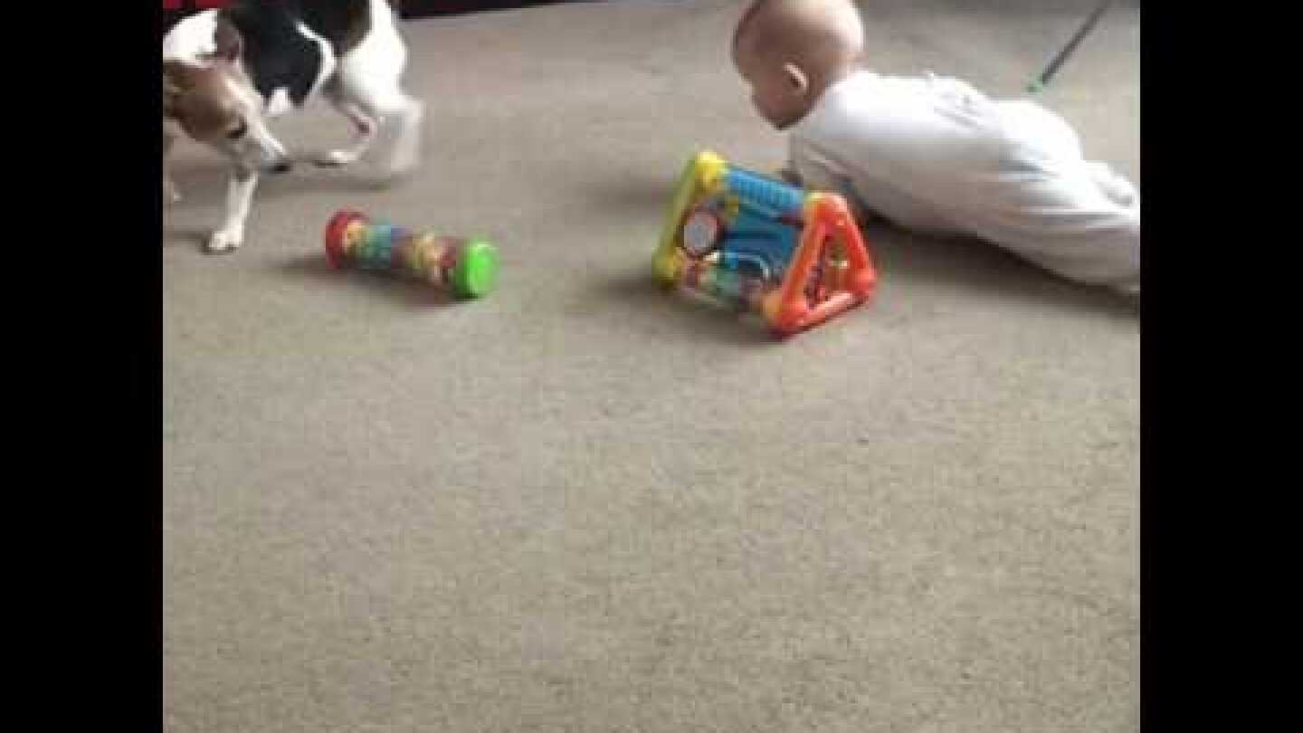 Jack Russell teaches baby to crawl