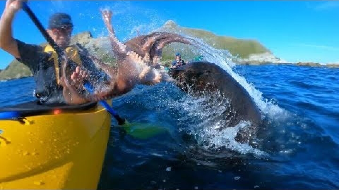 Seal Accidentally Slaps Man Across the Face with an Octopus