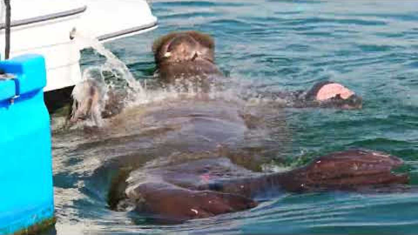 #1 Walrus Freya sunbathing on the stern of a boat in Oslo