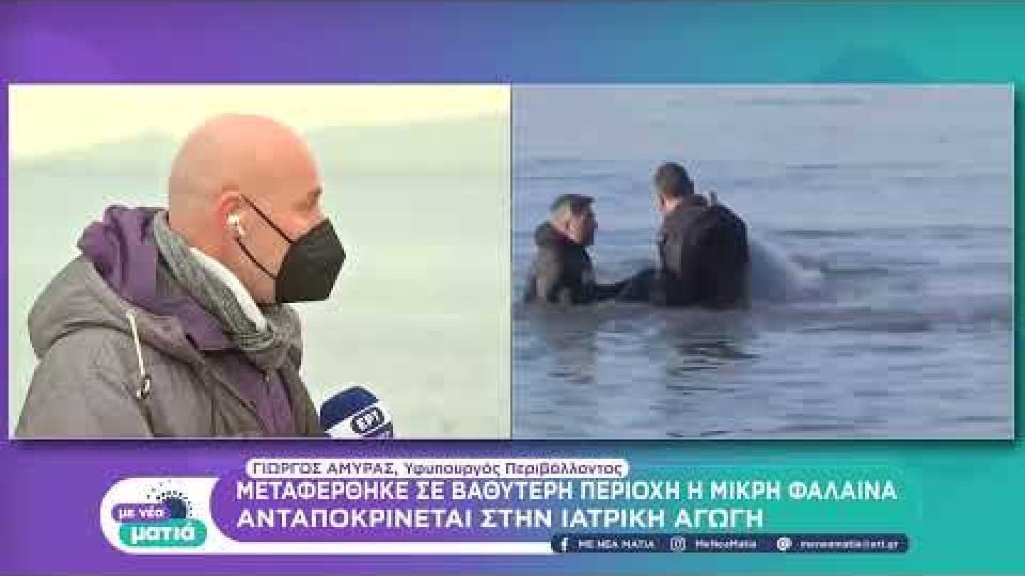 Μεταφέρθηκε σε βαθύτερη περιοχή η μικρή φάλαινα | 29/1/22 | ΕΡΤ