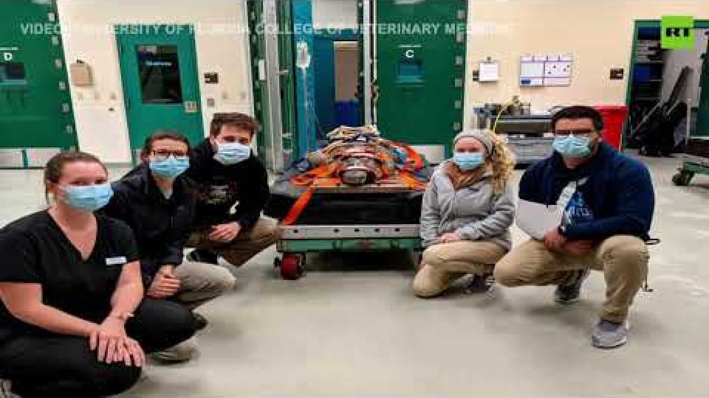 Nile crocodile undergoes surgery to remove A SHOE from his stomach