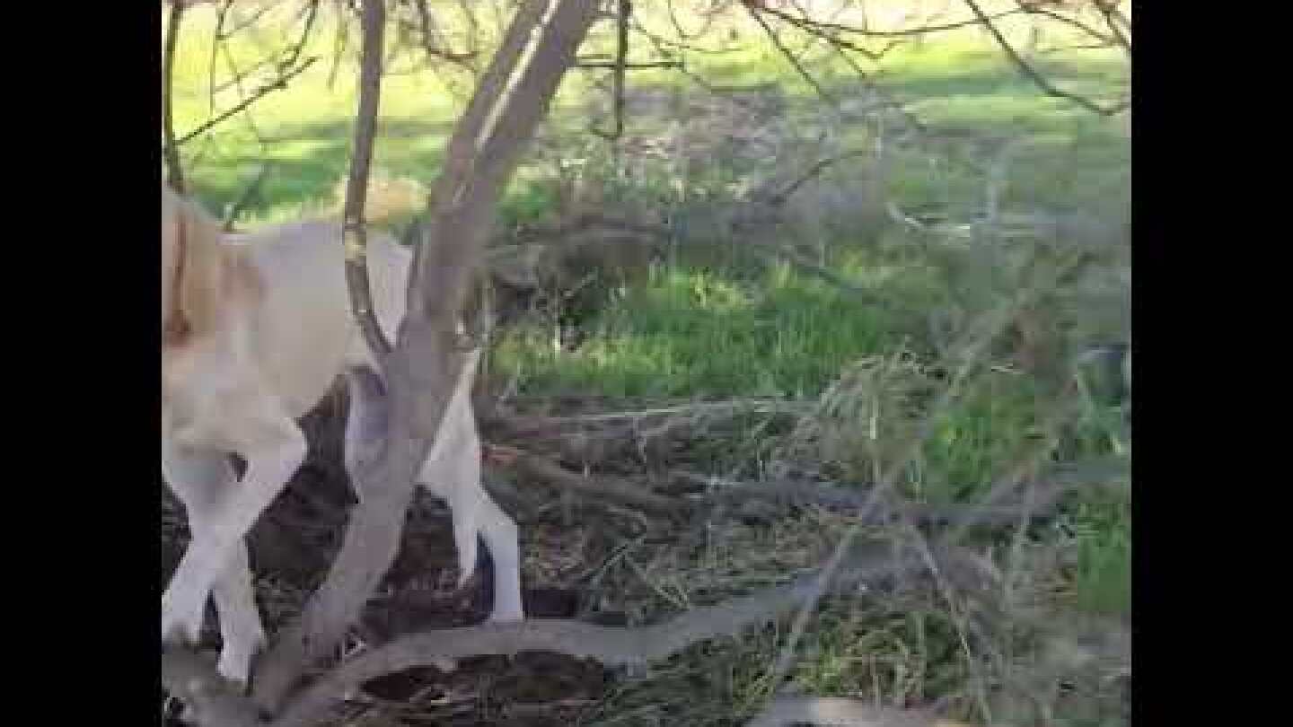 Έδεσαν σκυλίτσα στην ερημιά για να πεθάνει. Νομός Ηλείας - Φιλοζωικός Σύλλογος Κρεστένων Νοιάζομαι