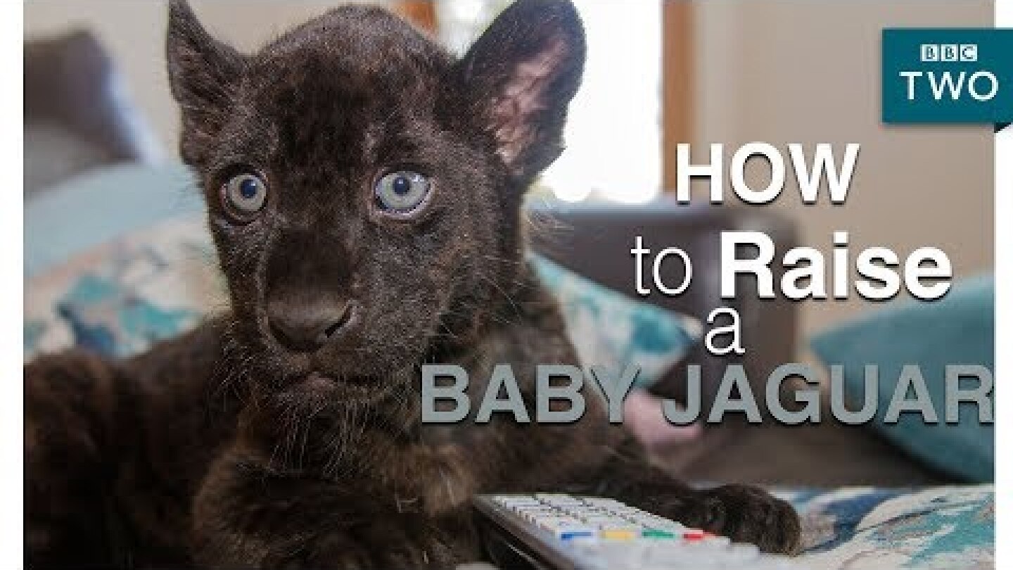 How to raise a baby jaguar - Big Cats about the house - BBC Two