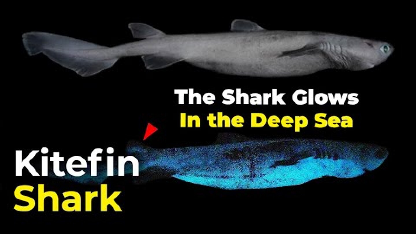 Kitefin Shark | The Shark Glows in the Deep Sea