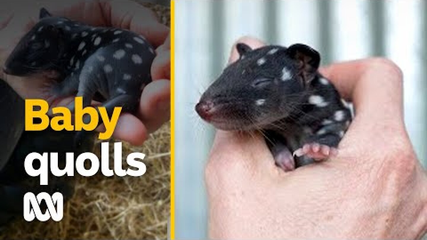 Baby eastern quolls born in captivity give hope for extinction reversal | ABC Australia