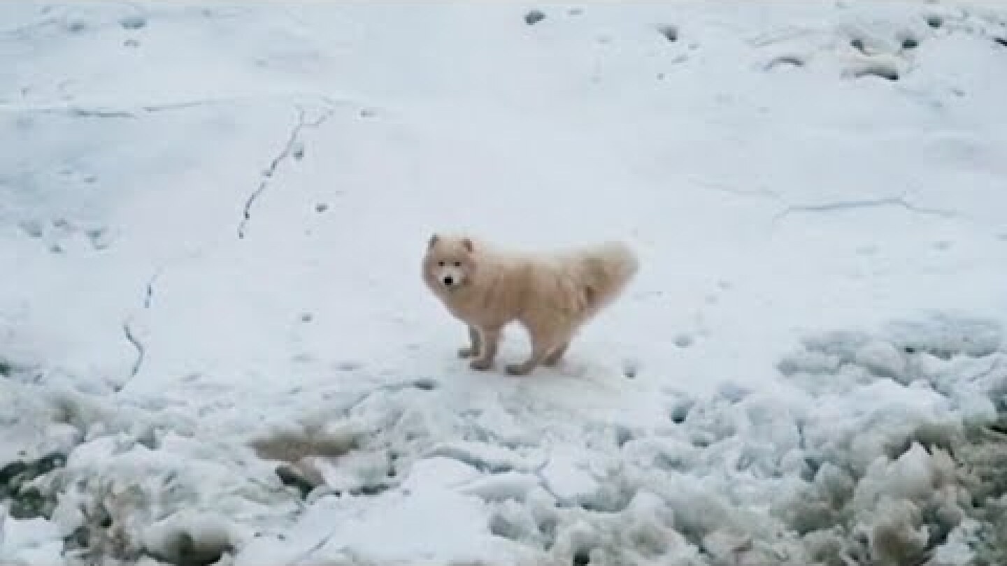 Icebreaker Rescues Puppy Stranded on Iceberg
