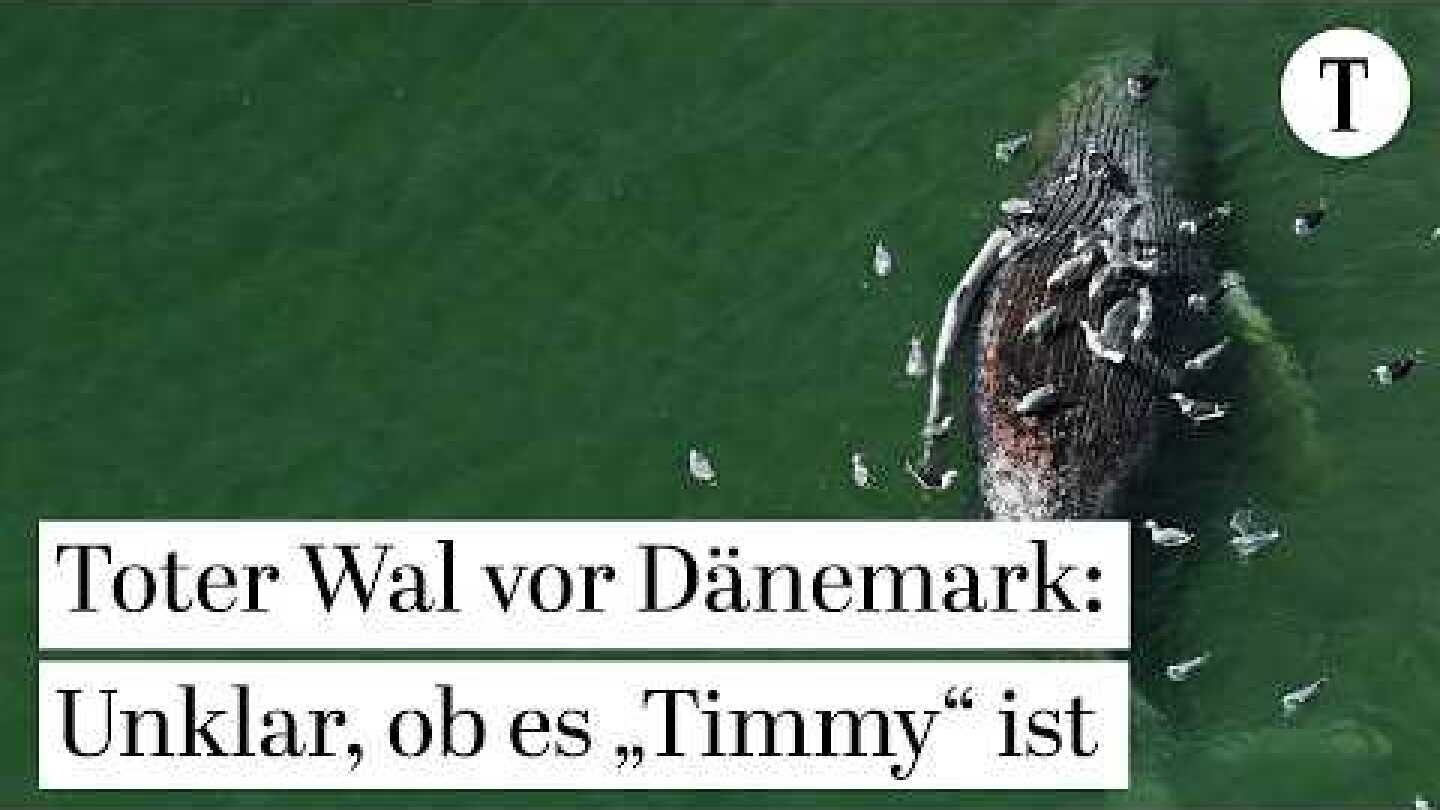 Wal vor Insel Anholt bereits seit Tagen verstorben | Timmy, Hope, Buckelwal